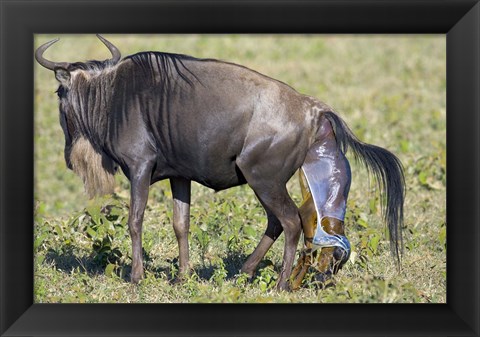 Framed Side profile of a wildebeest giving birth to its calf, Ngorongoro Crater, Ngorongoro Conservation Area, Tanzania Print