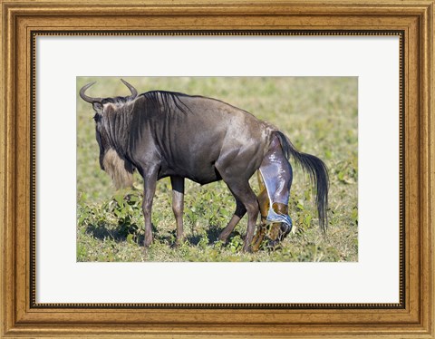 Framed Side profile of a wildebeest giving birth to its calf, Ngorongoro Crater, Ngorongoro Conservation Area, Tanzania Print