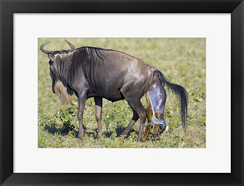 Framed Side profile of a wildebeest giving birth to its calf, Ngorongoro Crater, Ngorongoro Conservation Area, Tanzania Print