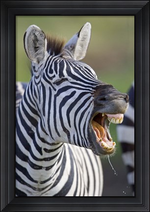 Framed Close-up of a zebra calling, Ngorongoro Crater, Ngorongoro Conservation Area, Tanzania Print