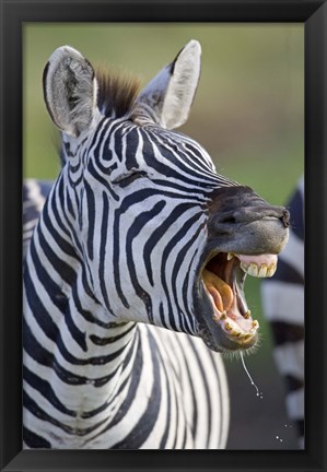 Framed Close-up of a zebra calling, Ngorongoro Crater, Ngorongoro Conservation Area, Tanzania Print