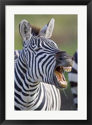 Framed Close-up of a zebra calling, Ngorongoro Crater, Ngorongoro Conservation Area, Tanzania Print