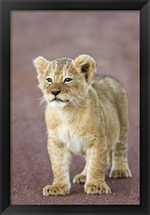 Framed Close-up of a lion cub standing, Ngorongoro Crater, Ngorongoro Conservation Area, Tanzania (Panthera leo) Print