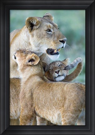 Framed Close-up of a lioness and her two cubs, Ngorongoro Crater, Ngorongoro Conservation Area, Tanzania (Panthera leo) Print