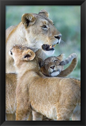 Framed Close-up of a lioness and her two cubs, Ngorongoro Crater, Ngorongoro Conservation Area, Tanzania (Panthera leo) Print