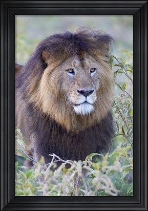 Framed Close-up of a Black maned lion, Ngorongoro Crater, Ngorongoro Conservation Area, Tanzania Print