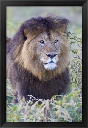 Framed Close-up of a Black maned lion, Ngorongoro Crater, Ngorongoro Conservation Area, Tanzania Print