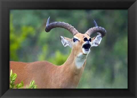 Framed Close-up of an impala (Aepyceros melampus) Print