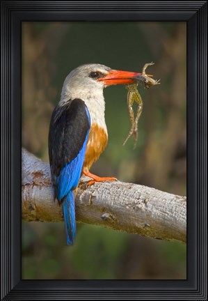 Framed Side profile of a bird with a frog in its beak, Lake Manyara National Park, Tanzania Print