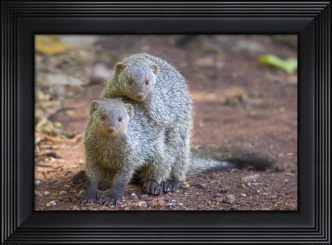 Framed Two mongoose mating, Lake Manyara National Park, Tanzania Print