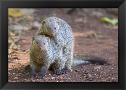 Framed Two mongoose mating, Lake Manyara National Park, Tanzania Print