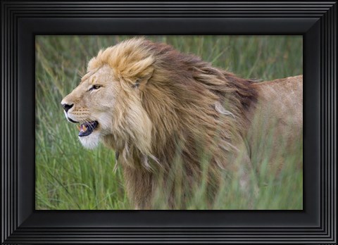 Framed Side profile of a lion in a forest, Ngorongoro Conservation Area, Tanzania (panthera leo) Print