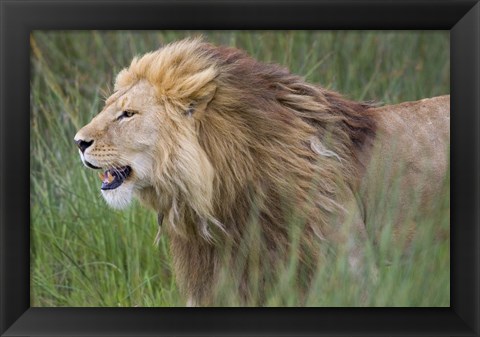 Framed Side profile of a lion in a forest, Ngorongoro Conservation Area, Tanzania (panthera leo) Print