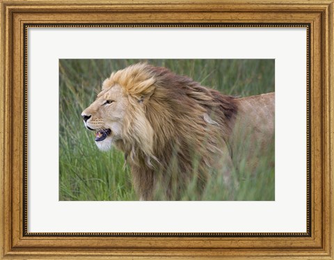 Framed Side profile of a lion in a forest, Ngorongoro Conservation Area, Tanzania (panthera leo) Print