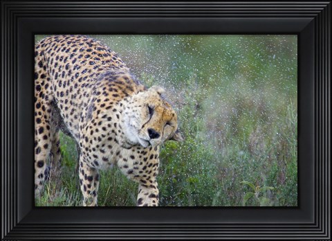Framed Cheetah shaking off water from its body, Ngorongoro Conservation Area, Tanzania (Acinonyx jubatus) Print