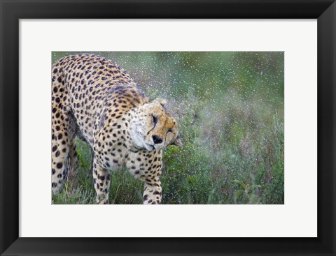 Framed Cheetah shaking off water from its body, Ngorongoro Conservation Area, Tanzania (Acinonyx jubatus) Print