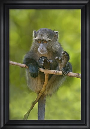 Framed Blue monkey, Lake Manyara, Arusha Region, Tanzania Print