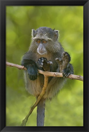 Framed Blue monkey, Lake Manyara, Arusha Region, Tanzania Print