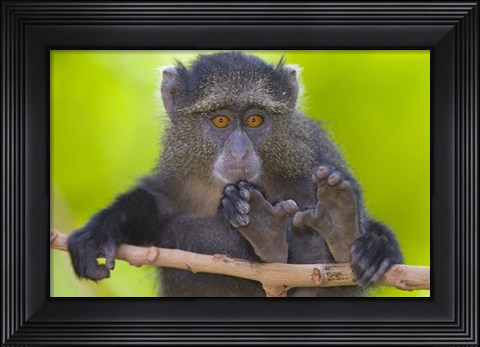 Framed Close-up of a Blue monkey sitting on a branch, Lake Manyara, Arusha Region, Tanzania (Cercopithecus mitis) Print
