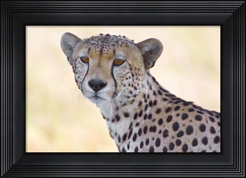 Framed Close-up of a cheetah, Ngorongoro Conservation Area, Arusha Region, Tanzania (Acinonyx jubatus) Print