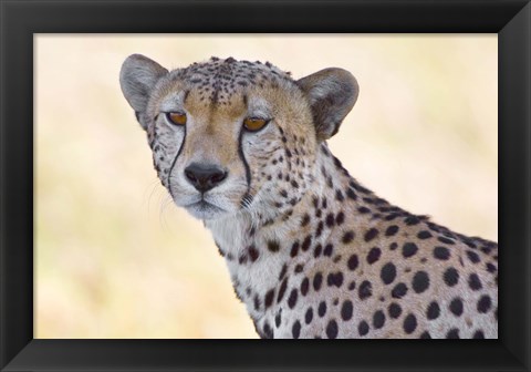 Framed Close-up of a cheetah, Ngorongoro Conservation Area, Arusha Region, Tanzania (Acinonyx jubatus) Print
