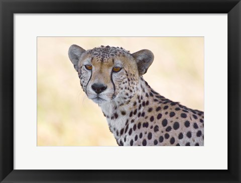 Framed Close-up of a cheetah, Ngorongoro Conservation Area, Arusha Region, Tanzania (Acinonyx jubatus) Print