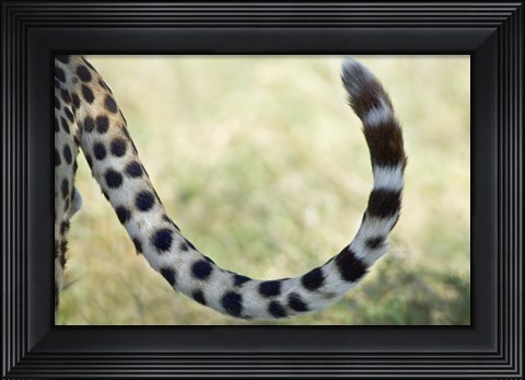 Framed Close-up of a cheetah&#39;s tail, Ngorongoro Conservation Area, Arusha Region, Tanzania (Acinonyx jubatus) Print
