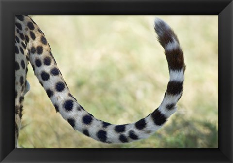 Framed Close-up of a cheetah&#39;s tail, Ngorongoro Conservation Area, Arusha Region, Tanzania (Acinonyx jubatus) Print