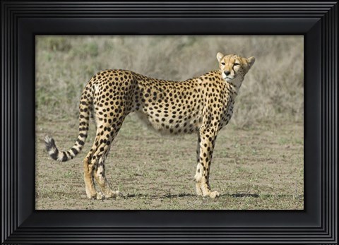 Framed Side profile of a cheetah, Ngorongoro Conservation Area, Arusha Region, Tanzania (Acinonyx jubatus) Print