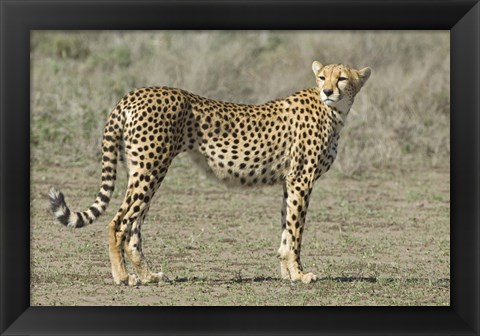 Framed Side profile of a cheetah, Ngorongoro Conservation Area, Arusha Region, Tanzania (Acinonyx jubatus) Print