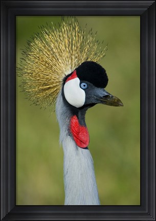 Framed Close-up of a Grey Crowned crane, Ngorongoro Conservation Area, Arusha Region, Tanzania (Balearica regulorum) Print