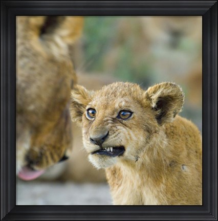 Framed Close-up of a lion cub, Ngorongoro Conservation Area, Arusha Region, Tanzania (Panthera leo) Print