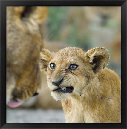 Framed Close-up of a lion cub, Ngorongoro Conservation Area, Arusha Region, Tanzania (Panthera leo) Print