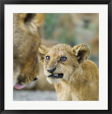 Framed Close-up of a lion cub, Ngorongoro Conservation Area, Arusha Region, Tanzania (Panthera leo) Print