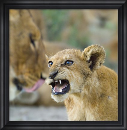 Framed Lion Cub and Mother, Ngorongoro Conservation Area, Arusha Region, Tanzania (Panthera leo) Print
