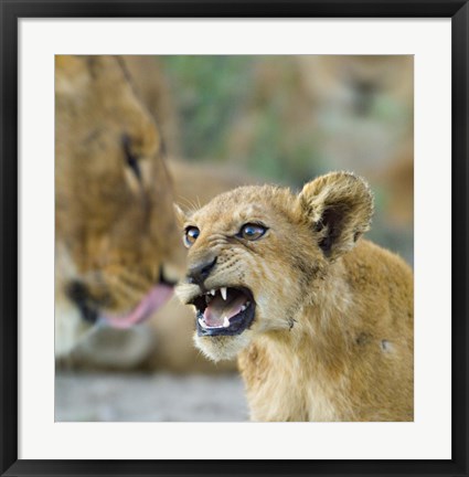 Framed Lion Cub and Mother, Ngorongoro Conservation Area, Arusha Region, Tanzania (Panthera leo) Print