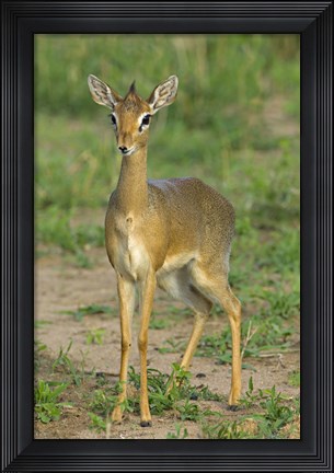 Framed Kirk&#39;s dik-dik, Tarangire National Park, Arusha Region, Tanzania Print