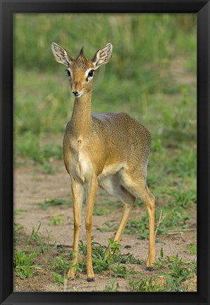 Framed Kirk&#39;s dik-dik, Tarangire National Park, Arusha Region, Tanzania Print