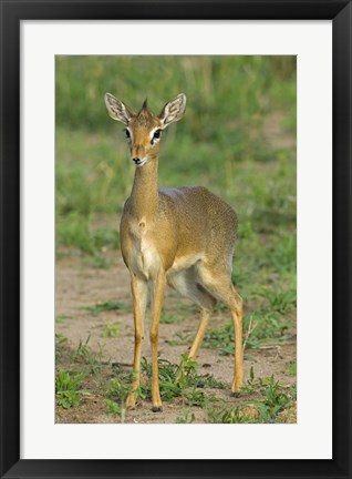 Framed Kirk&#39;s dik-dik, Tarangire National Park, Arusha Region, Tanzania Print