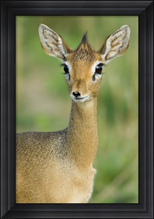 Framed Close-up of a Kirk&#39;s dik-dik, Tarangire National Park, Arusha Region, Tanzania (Madoqua kirkii) Print