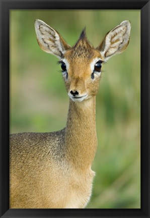 Framed Close-up of a Kirk&#39;s dik-dik, Tarangire National Park, Arusha Region, Tanzania (Madoqua kirkii) Print