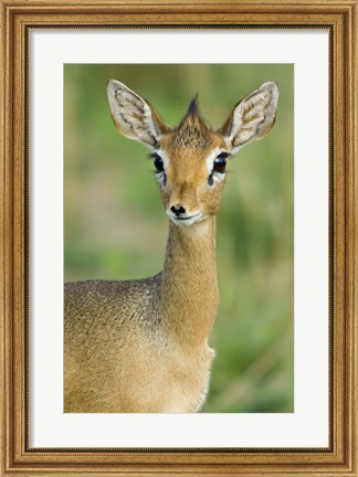Framed Close-up of a Kirk&#39;s dik-dik, Tarangire National Park, Arusha Region, Tanzania (Madoqua kirkii) Print