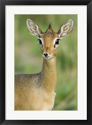 Framed Close-up of a Kirk&#39;s dik-dik, Tarangire National Park, Arusha Region, Tanzania (Madoqua kirkii) Print