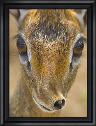 Framed Head of a Kirk&#39;s dik-dik, Tarangire National Park, Tanzania Print