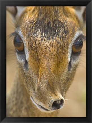 Framed Head of a Kirk&#39;s dik-dik, Tarangire National Park, Tanzania Print