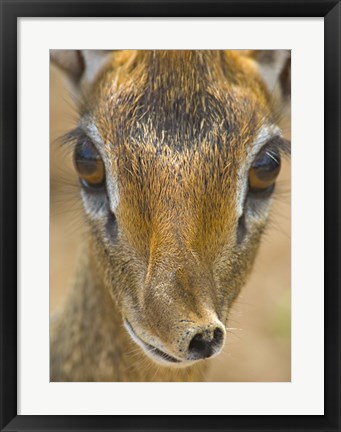 Framed Head of a Kirk&#39;s dik-dik, Tarangire National Park, Tanzania Print