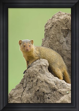 Framed Side profile of a Dwarf mongoose, Tarangire National Park, Arusha Region, Tanzania (Helogale parvula) Print