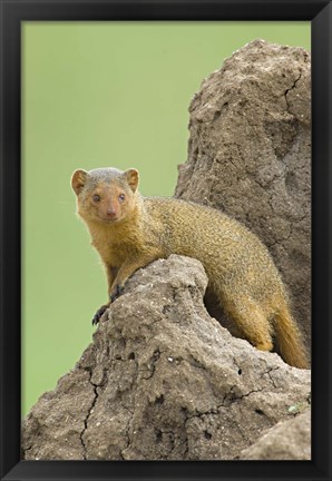 Framed Side profile of a Dwarf mongoose, Tarangire National Park, Arusha Region, Tanzania (Helogale parvula) Print