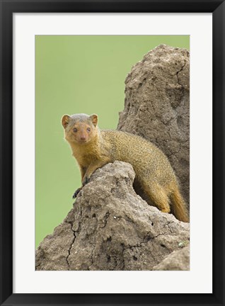 Framed Side profile of a Dwarf mongoose, Tarangire National Park, Arusha Region, Tanzania (Helogale parvula) Print