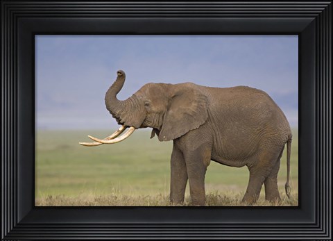 Framed Side profile of an African elephant standing in a field, Ngorongoro Crater, Arusha Region, Tanzania (Loxodonta africana) Print